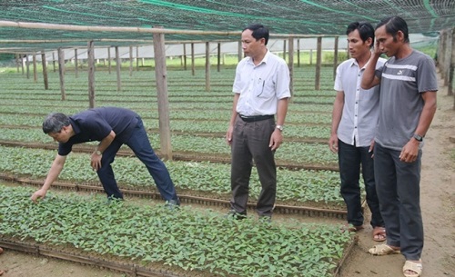 Quảng Nam: Nhiều giải pháp mới phát huy tiềm năng cây quế Trà My